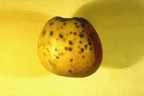 Bad apple with brown spots