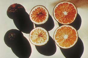 Oranges: Healthy vs deficient