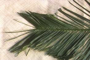 Oil Palm: Hook leaf of palm leaves