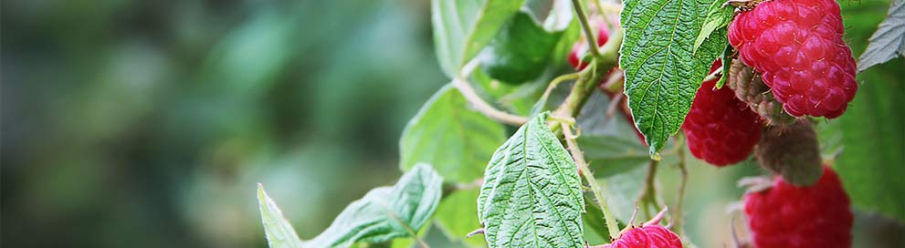 Boron Deficiency in Raspberries | U.S. Borax