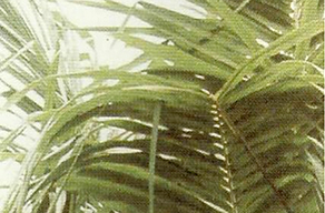 Oil Palm: Blind frond