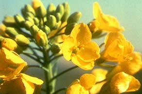 Canola: Incomplete Flower