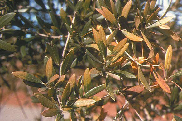 Olive Boron Deficiency