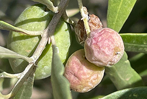 Olive Boron Deficiency