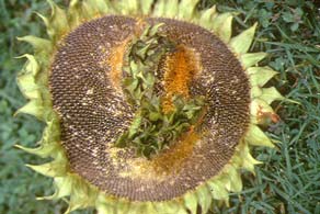 Sunflower: Malformed flower development