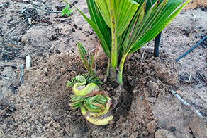 Coconut: Boron deficiency (ground)