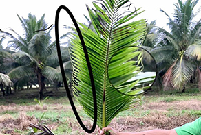 Coconut: Hook leaf