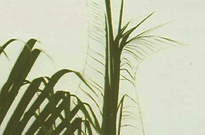 Oil Palm: Fish bone leaf