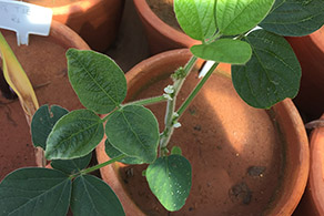 Soybean with boron deficiency