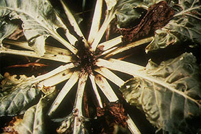 Sugar Beet: Hollow Crown