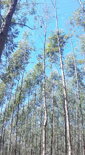 Boron deficiency symptoms in eucalyptus