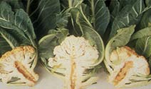Boron deficiency in cauliflower