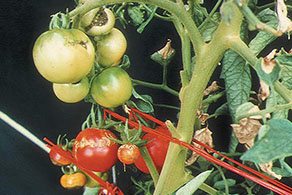 Boron deficiency in tomato plant