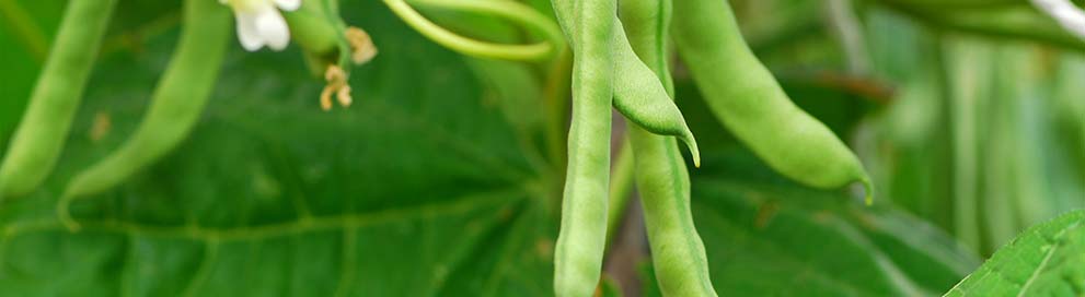 Boron Deficiency in Beans | U.S. Borax