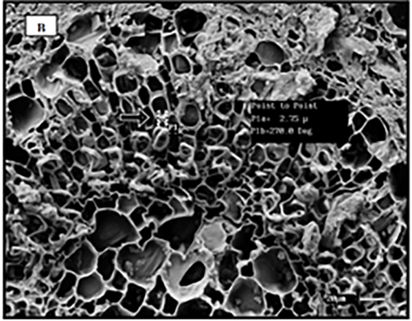 Microscopic view of coffee leaf cells