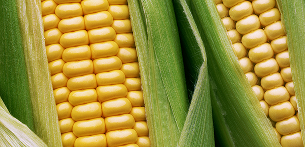 Corn (Wisconsin, USA)
