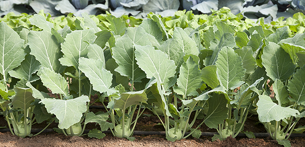 Kohlrabi (Spain)