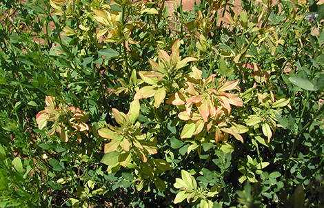 Boron deficiency symptoms