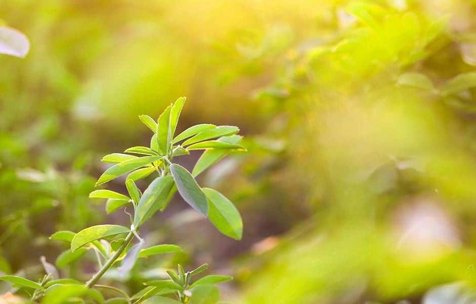 Agronomy notes Boron for profitable alfalfa U.S. Borax