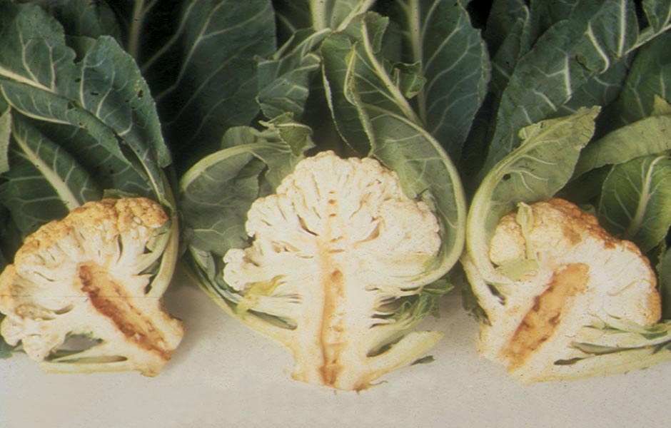 Boron deficiency in plants symptoms - Cabbage with hollow stems. 