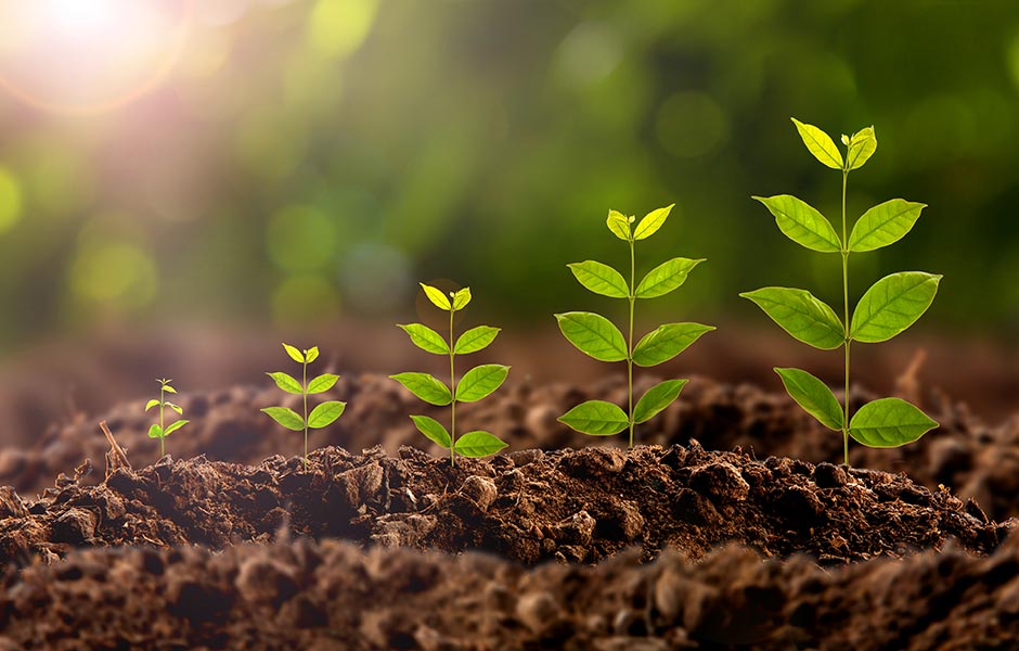 Agronomy notes The role of boron in flowering and fruit, nut and seed