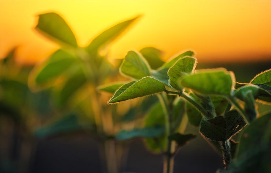 Increase Soybean Yield with Boron Application U.S. Borax