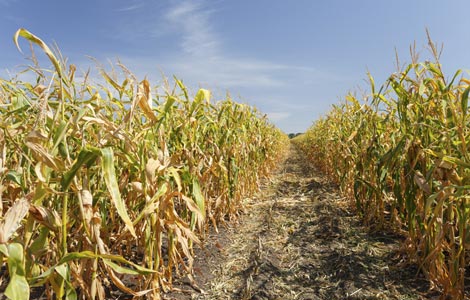 Crop study: Corn (video) | U.S. Borax