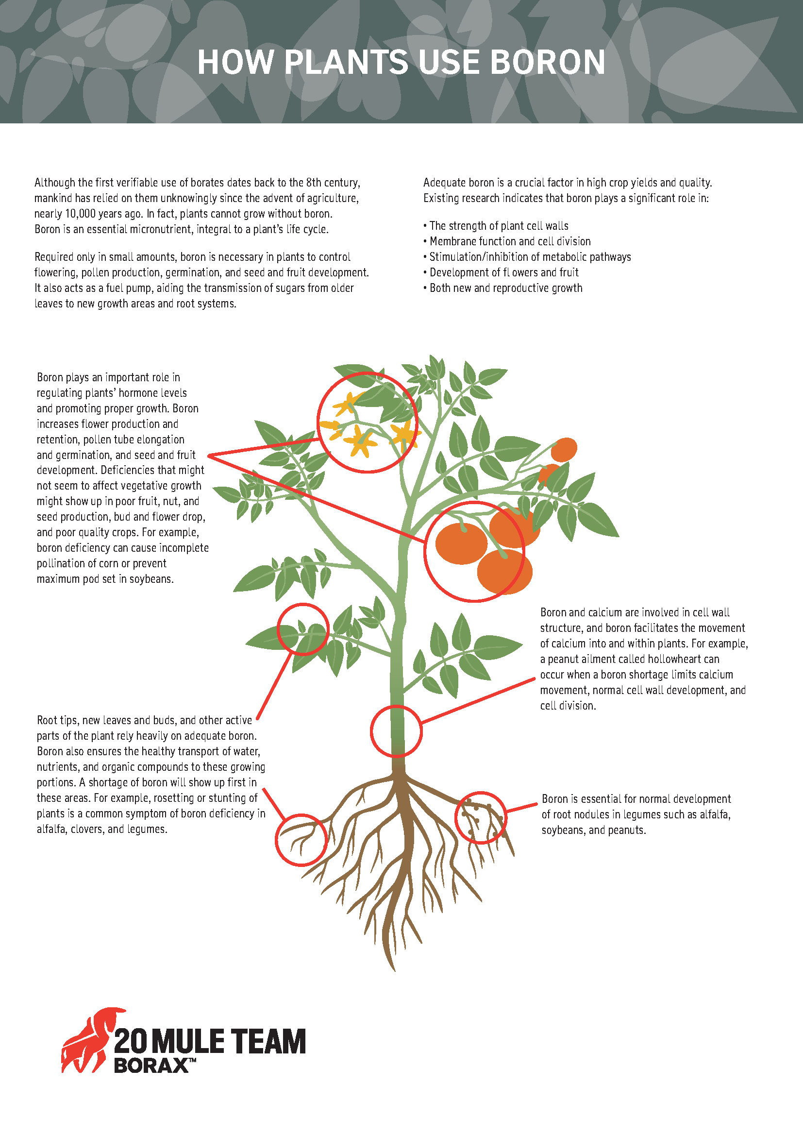 A diagram of how plants use boron