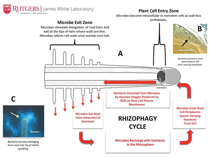 Diagram of the Rhizophagy Cycle