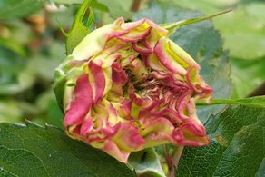 A boron deficient rose