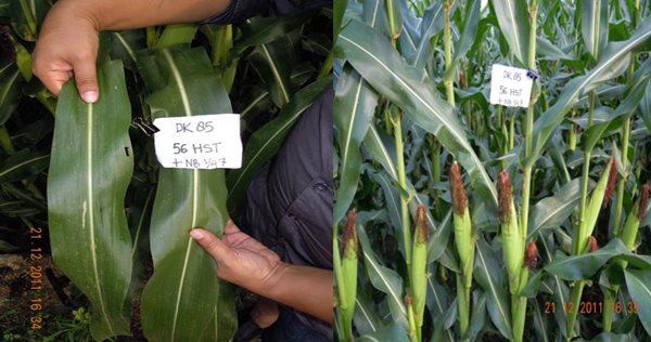 Corn comparisons 56 days after planting